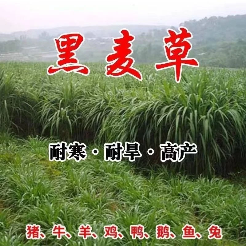 黑麦草种籽子种四季多年生耐寒牧草种子畜牧养殖草种鸡鸭牛