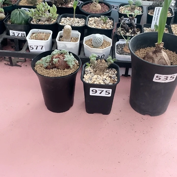 山***8535卷叶垂同花➕薛辉圣塔➕羽叶杨葵