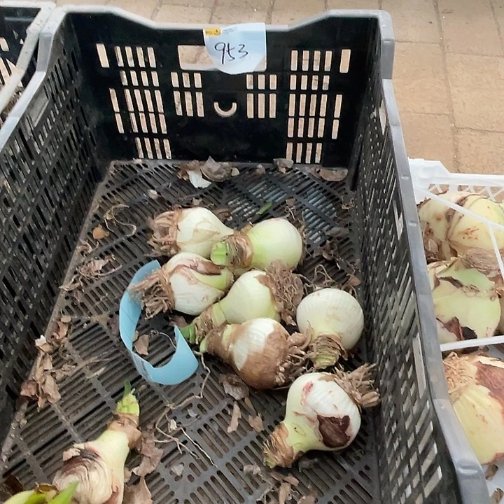 直播间953号框里火烈鸟黛丝一个