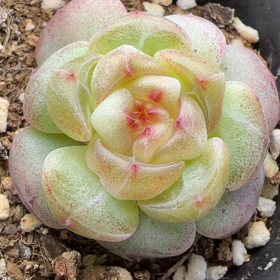 【满29包邮非偏远】759