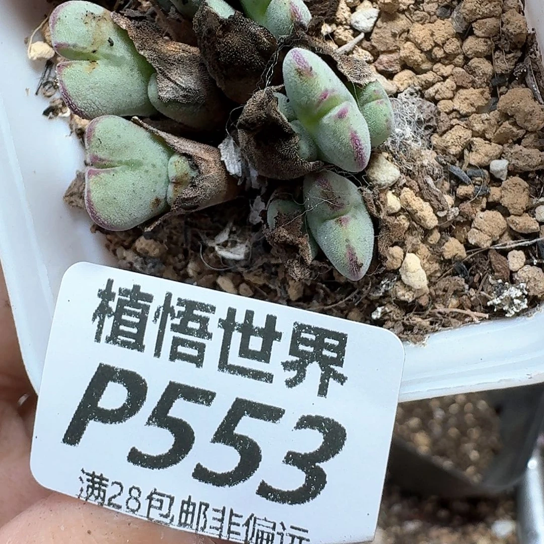 多肉植物的润泽df