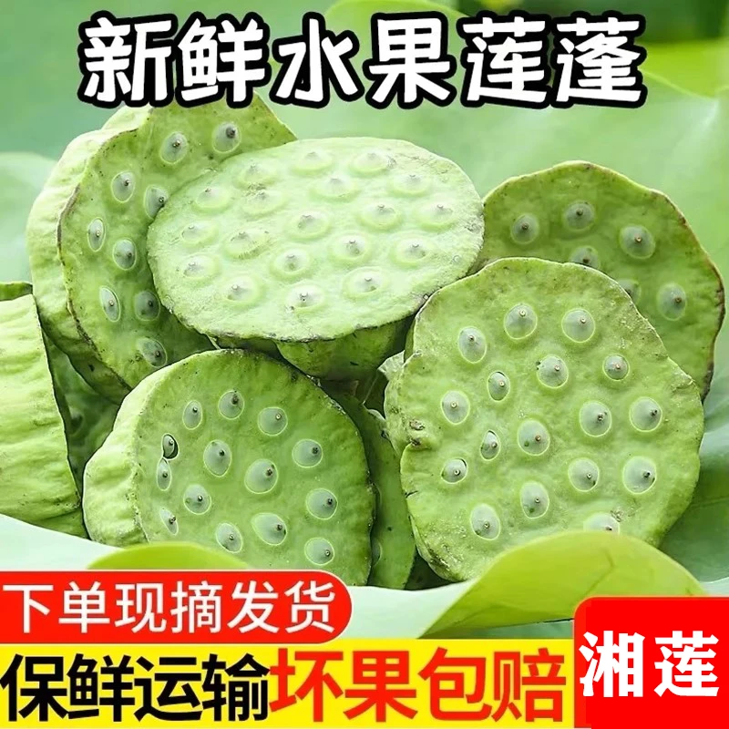 新鲜莲子莲蓬现摘生吃鲜莲子孕妇莲蓬新鲜莲子米夏天现摘