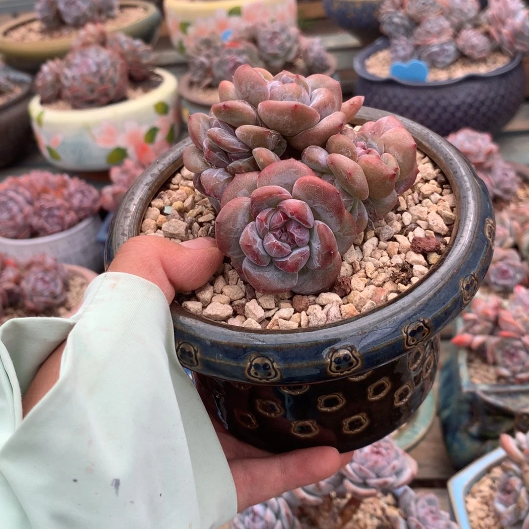 无花朵哈哈哈哈哈哈哈哈哈19
