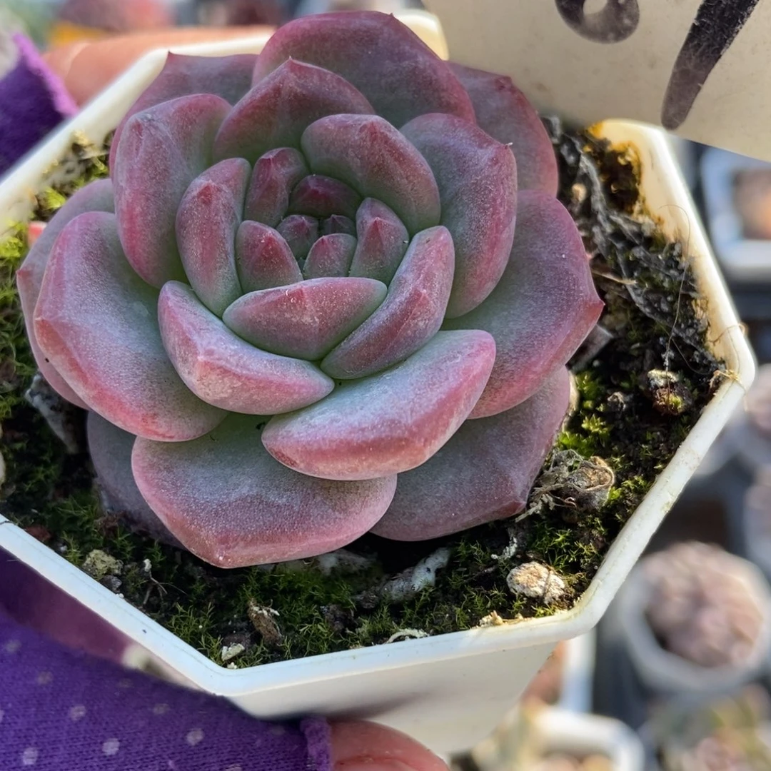 081琥珀多肉植物多肉