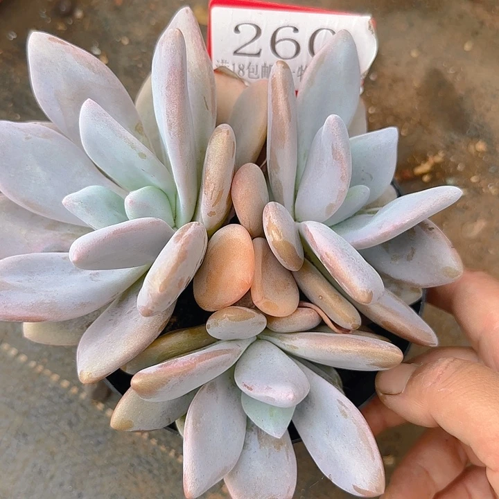粉兔260多肉植物