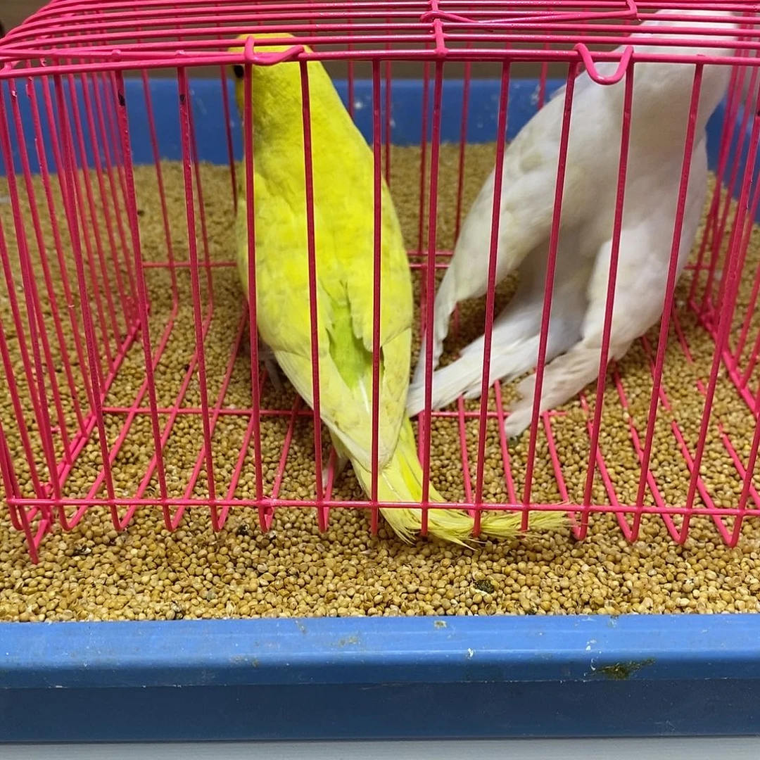 虎皮鹦鹉大头虎皮