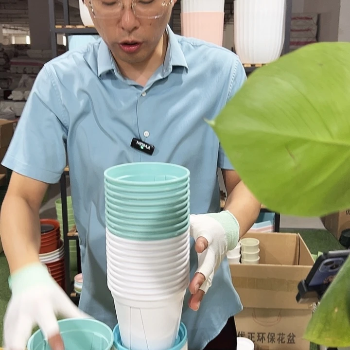 青山口12高10混色带托20只