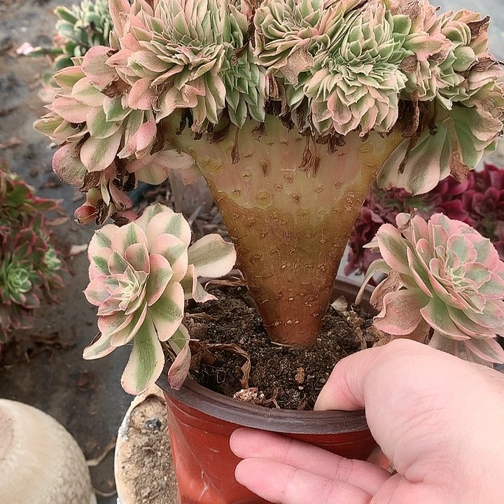 526倾城缀化多肉植物