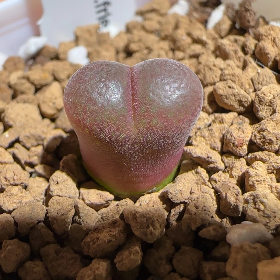 肉锥多肉植物组合-恩东172