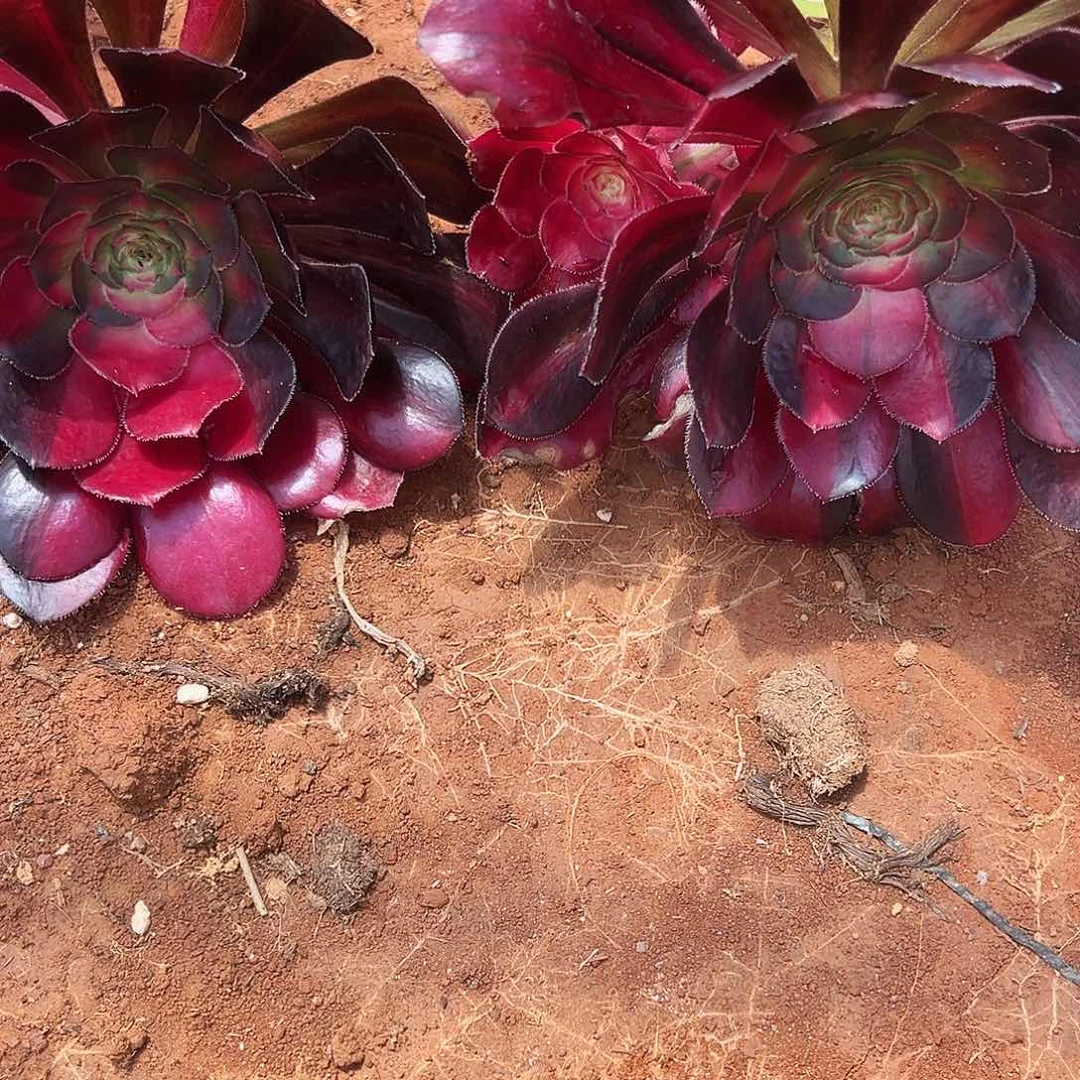 全部花朵阿**餐精品多肉植物七彩