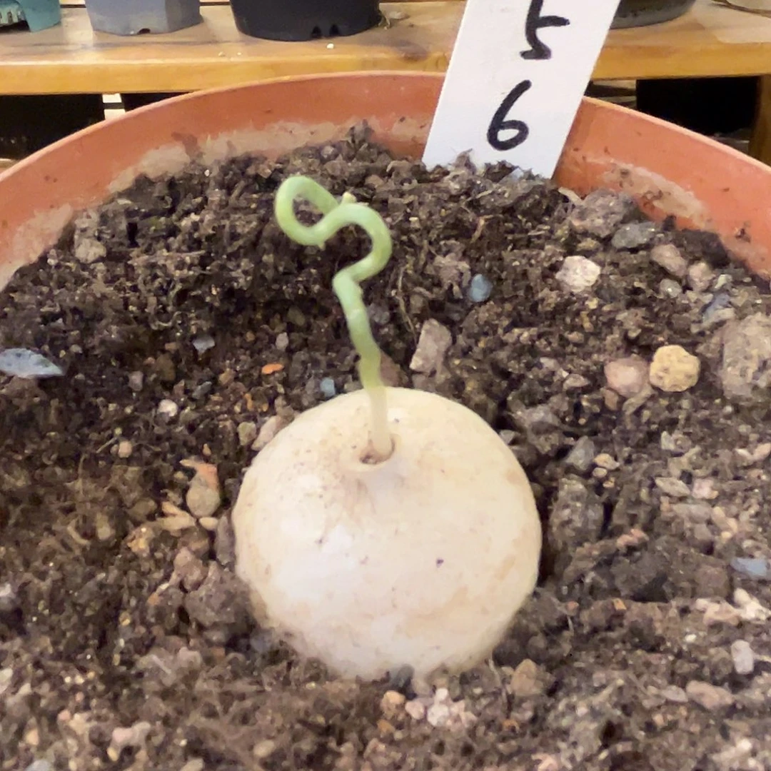 汤圆植物鹿角仓角殿