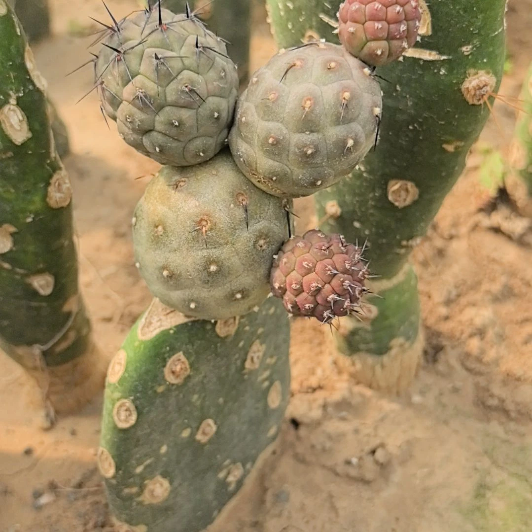 习志野仙人球直播