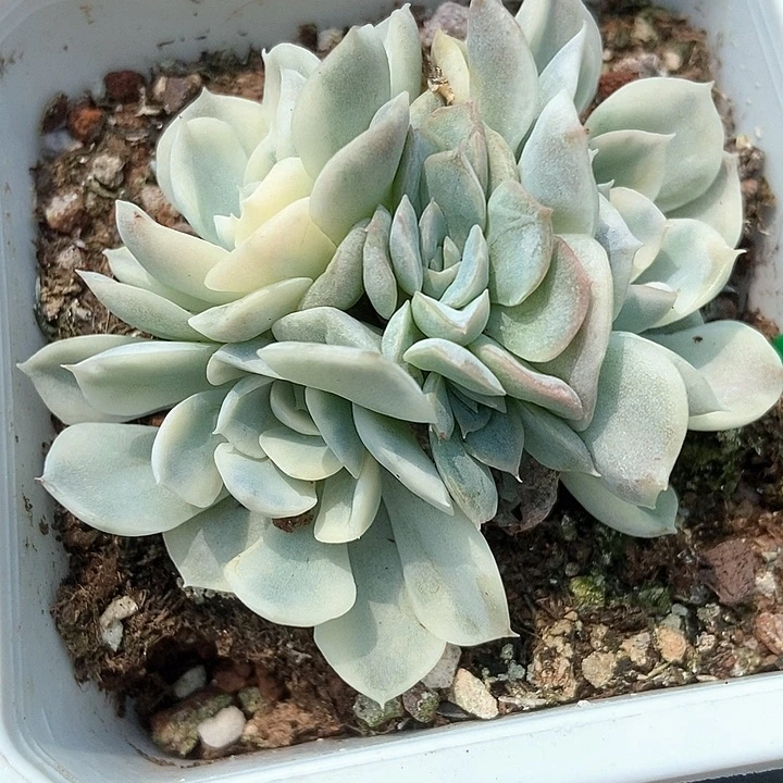 多肉植物雪球锦454度热哦