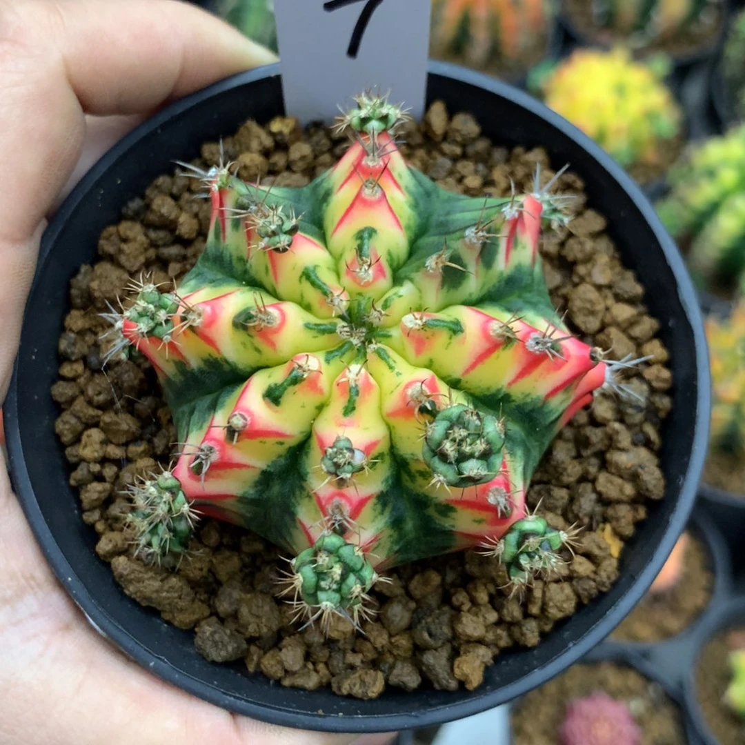 u***姐仙人球米哈花蝴蝶侧牙