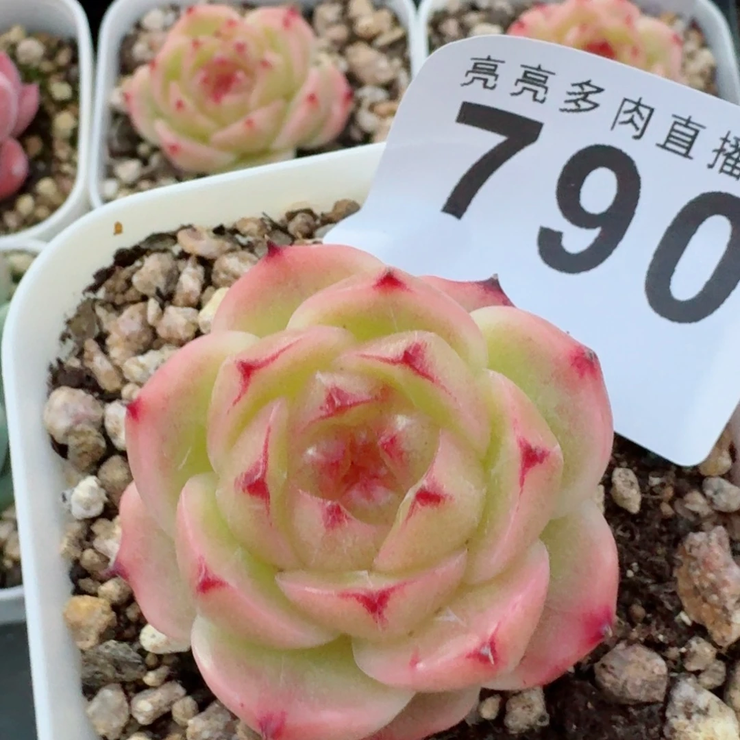 金辉珍妮            精美多肉植物