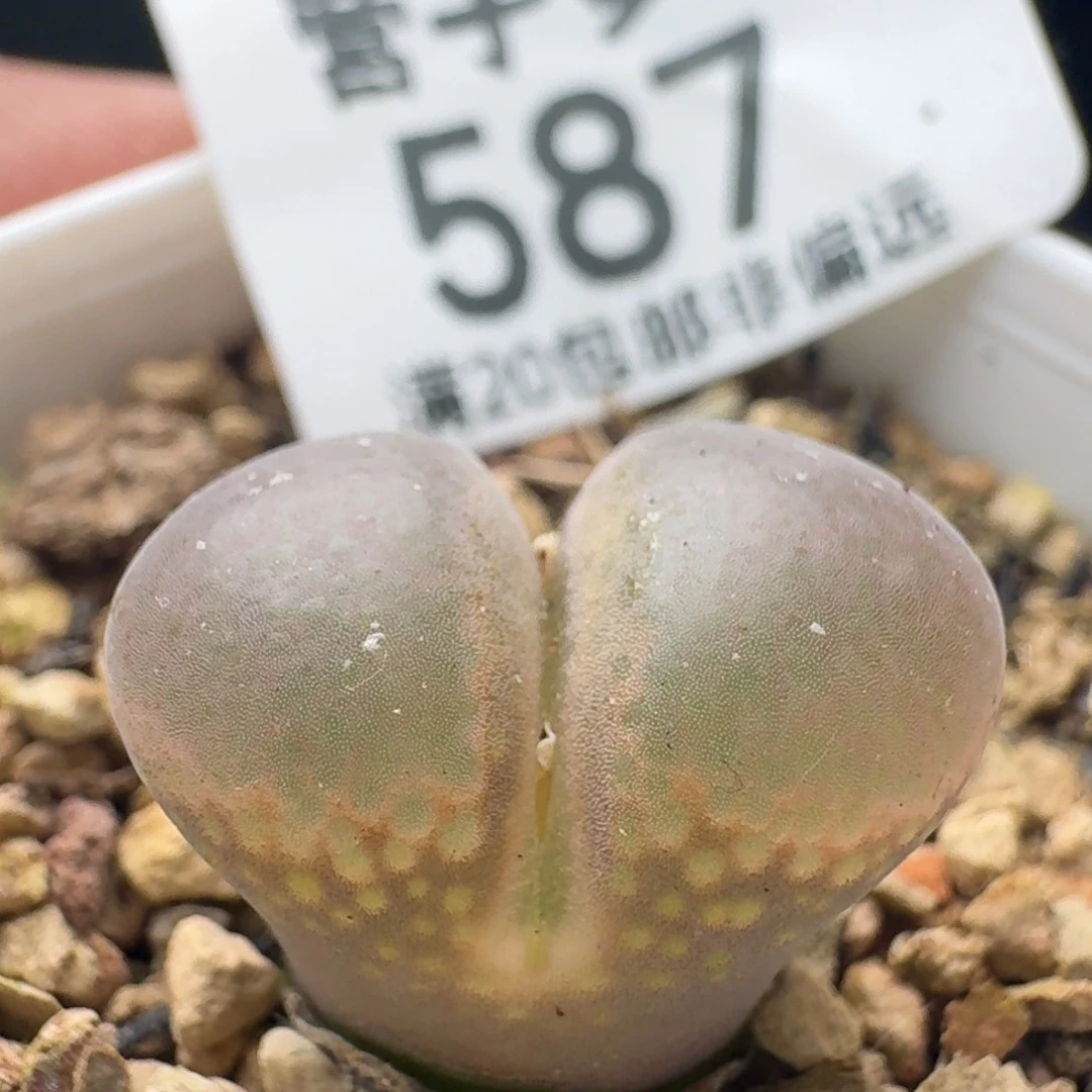 产地c10带盆土。