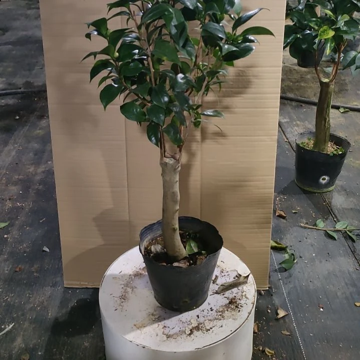 640黄达，都得，天鹅，不包邮