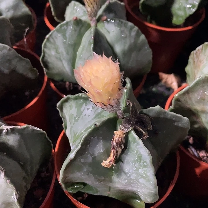 五角鸾凤玉满25包邮