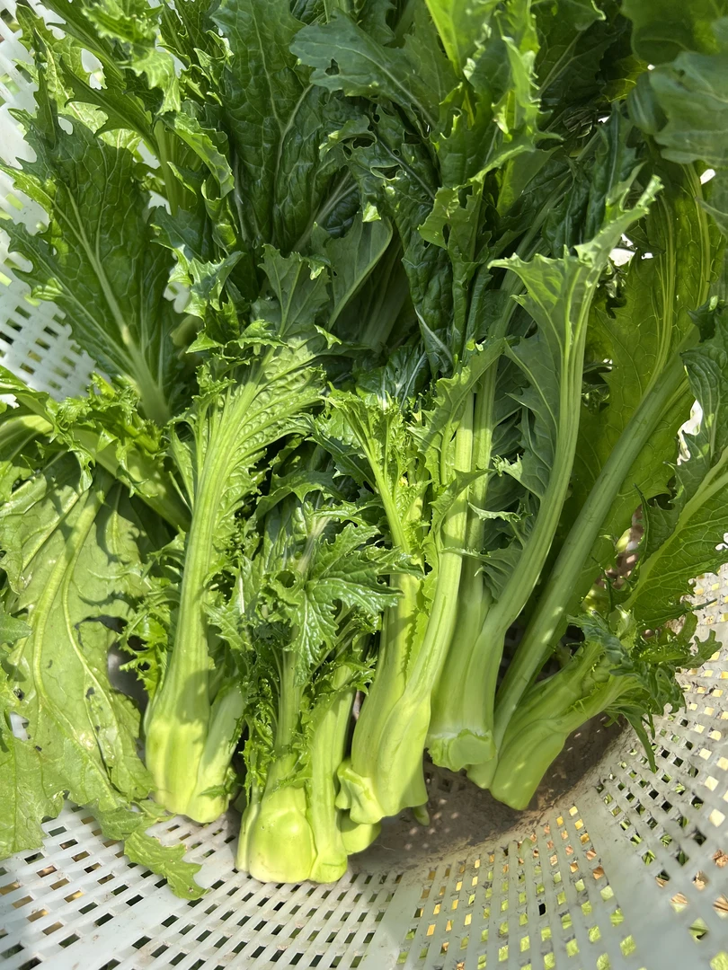 新鲜果蔬，榨菜芯，