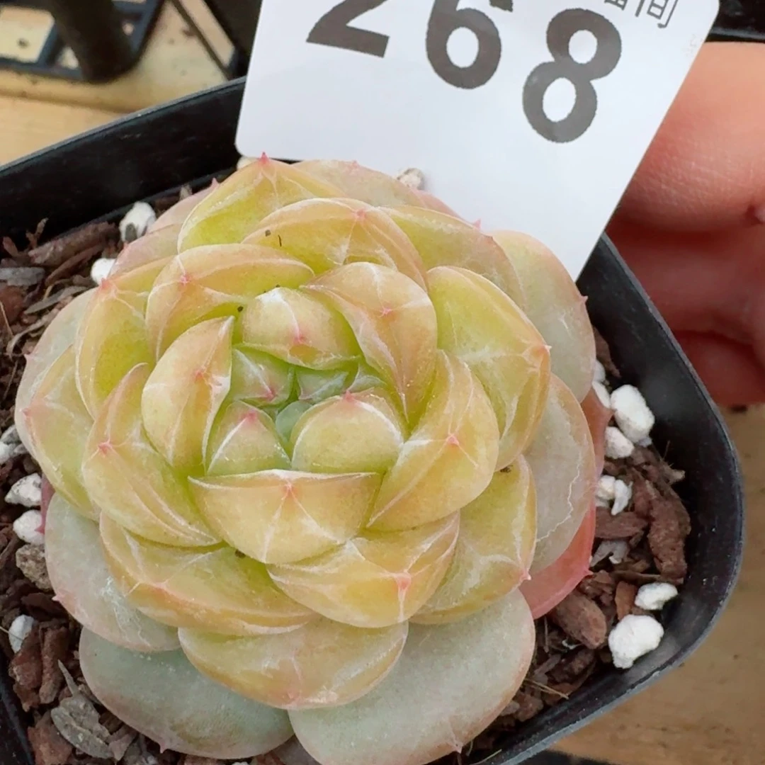 黄珍妮         精品多肉