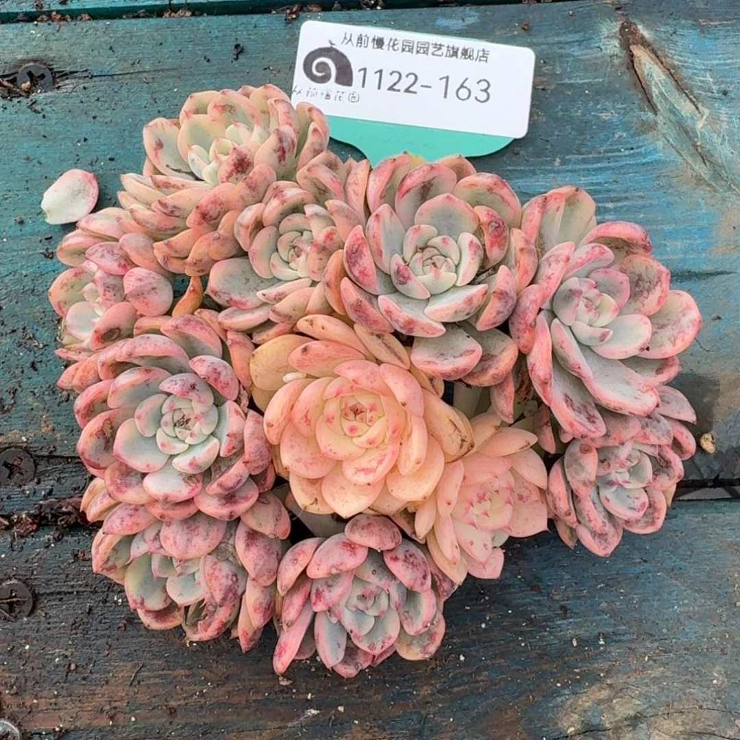 从前慢多肉编号1122.163