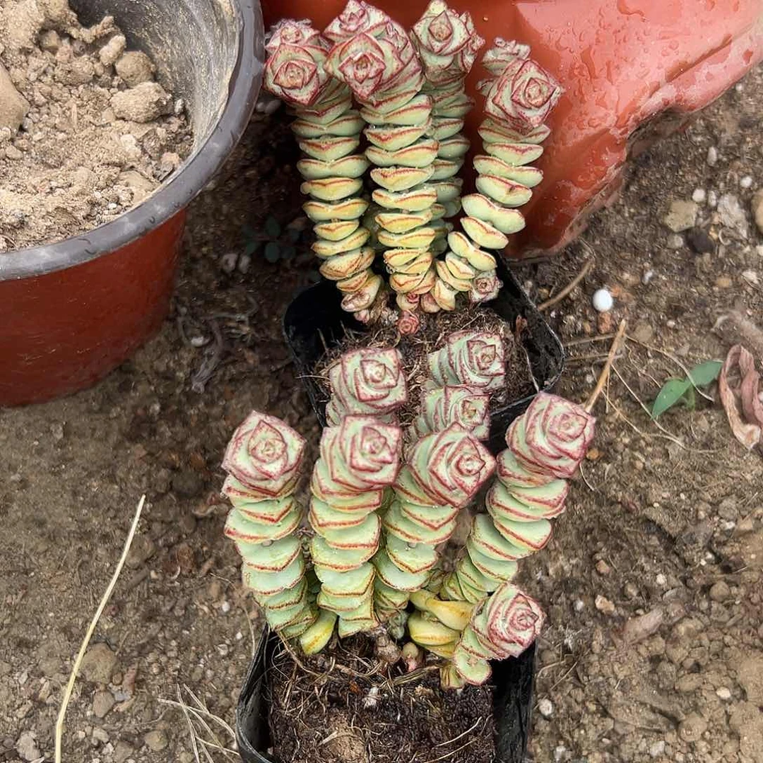 多肉植物两颗钱串