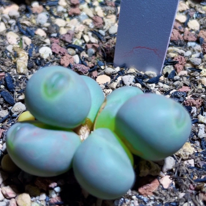 玻尿酸嘴小拳拳植物一物一拍