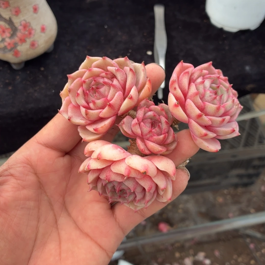 丁***飞你要的不是这样做才可以不