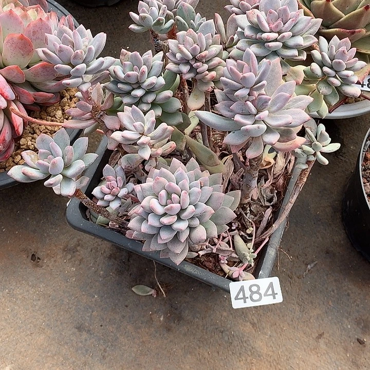 484胭脂一物一拍多肉