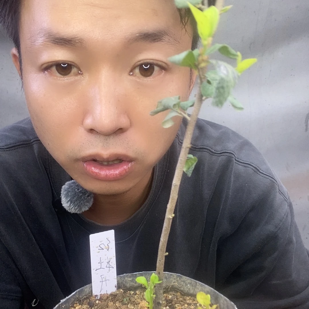 无花朵老鸦柿红牡丹