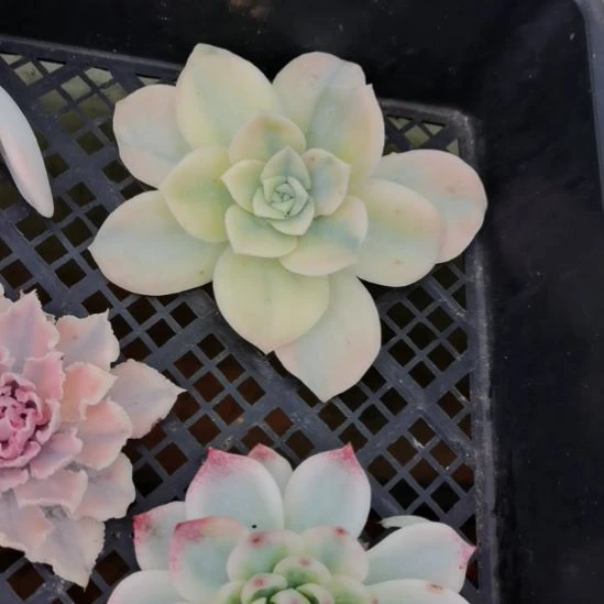 大可爱玫瑰橙白覆轮
