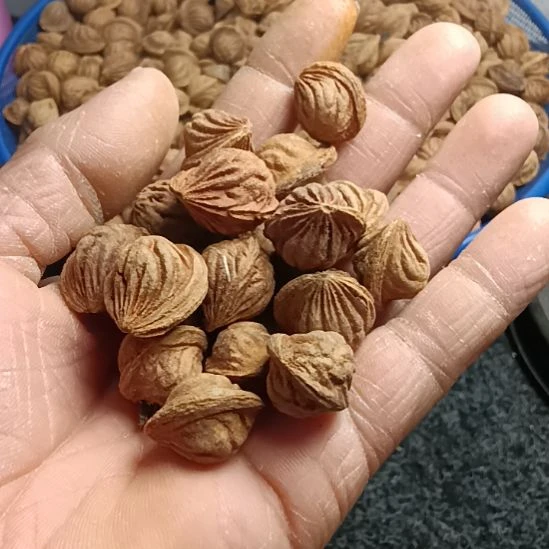 *****桃核手串20元100粒龙纹桃核