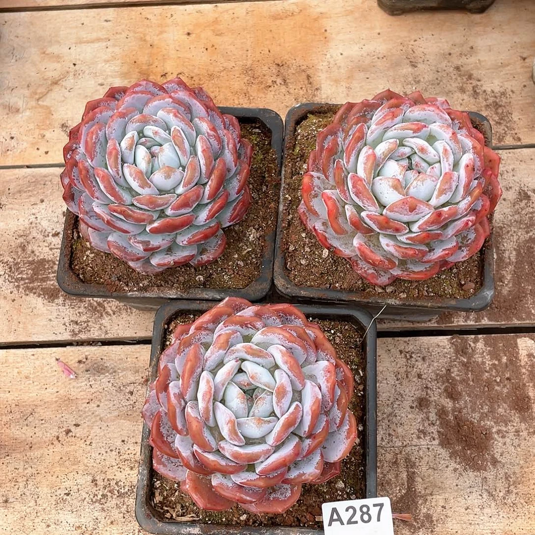 287多肉植物多肉植物