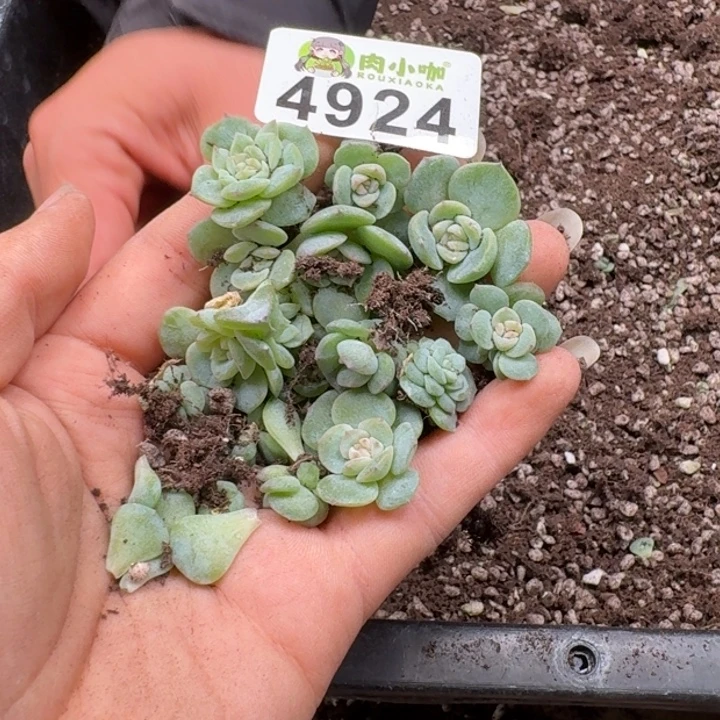 月***凉多肉植物多肉植物
