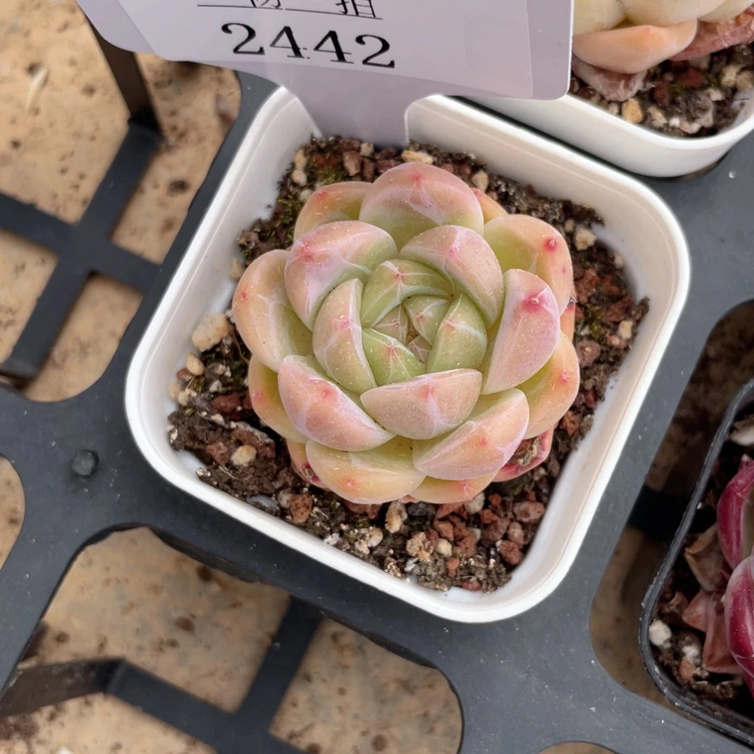 薇薇安园艺多肉2442