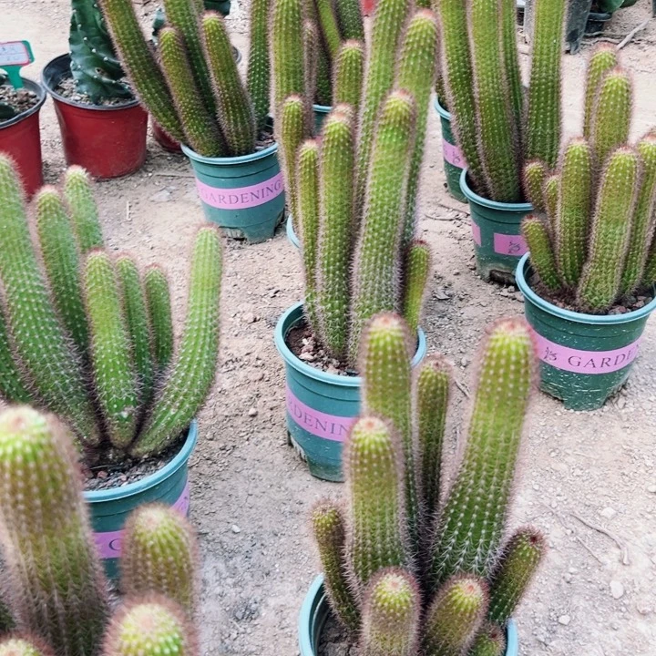 黄金妞随机一颗。