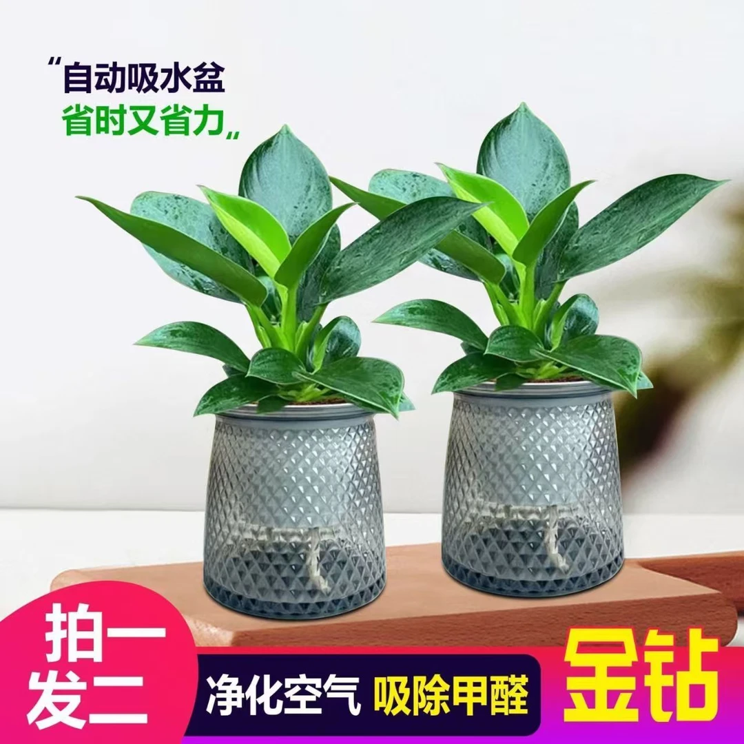 植物金钻绿公主盆栽办室内四季常青净化空气客厅绿植花卉水土培