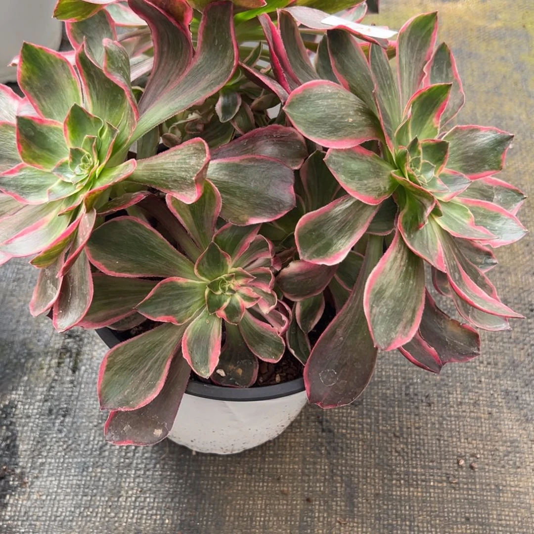 173恶魔之眼多肉多肉多肉