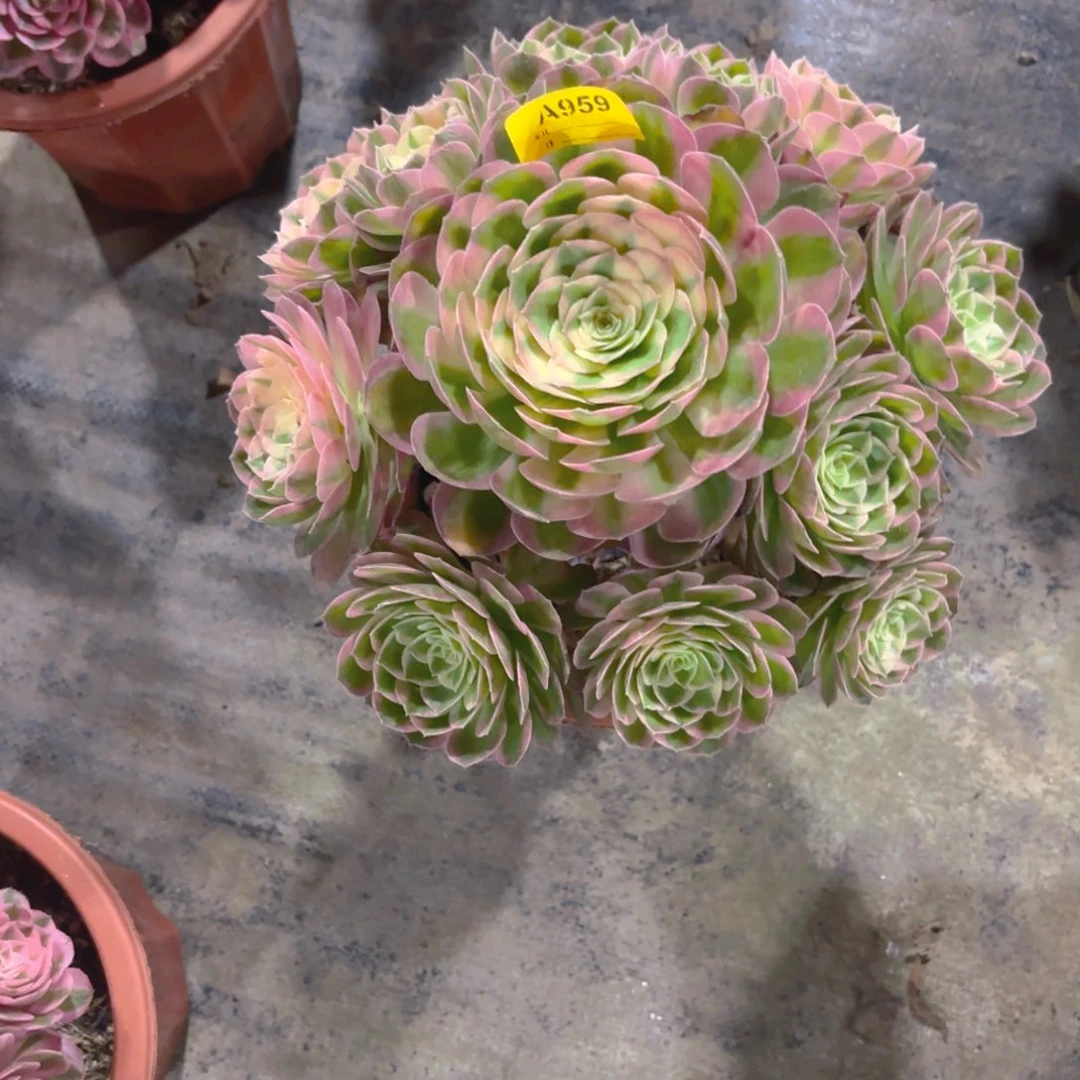 小****无花朵959海鲜法师多肉植物