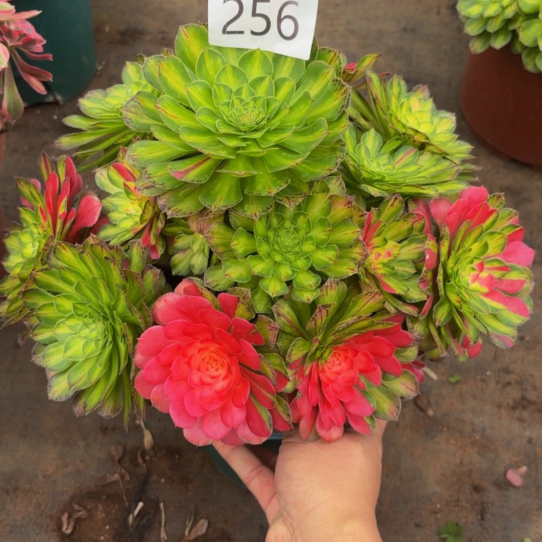 256多肉植物知否特价
