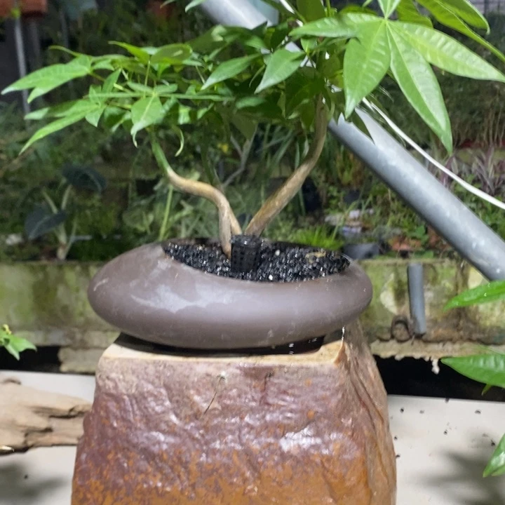 漂***贝无花朵退款拉黑拉黑55