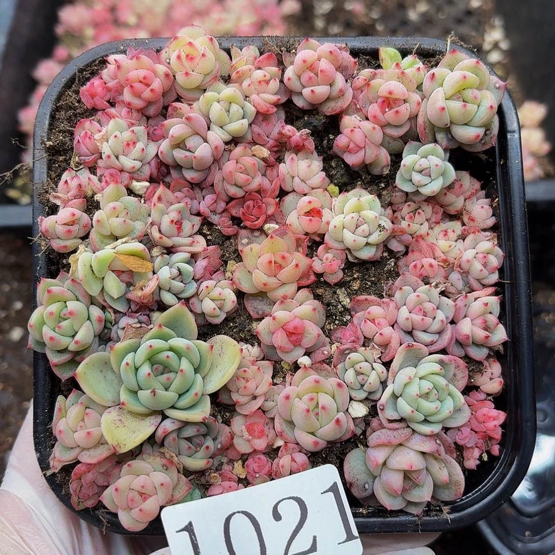 多肉植物多肉植物1021