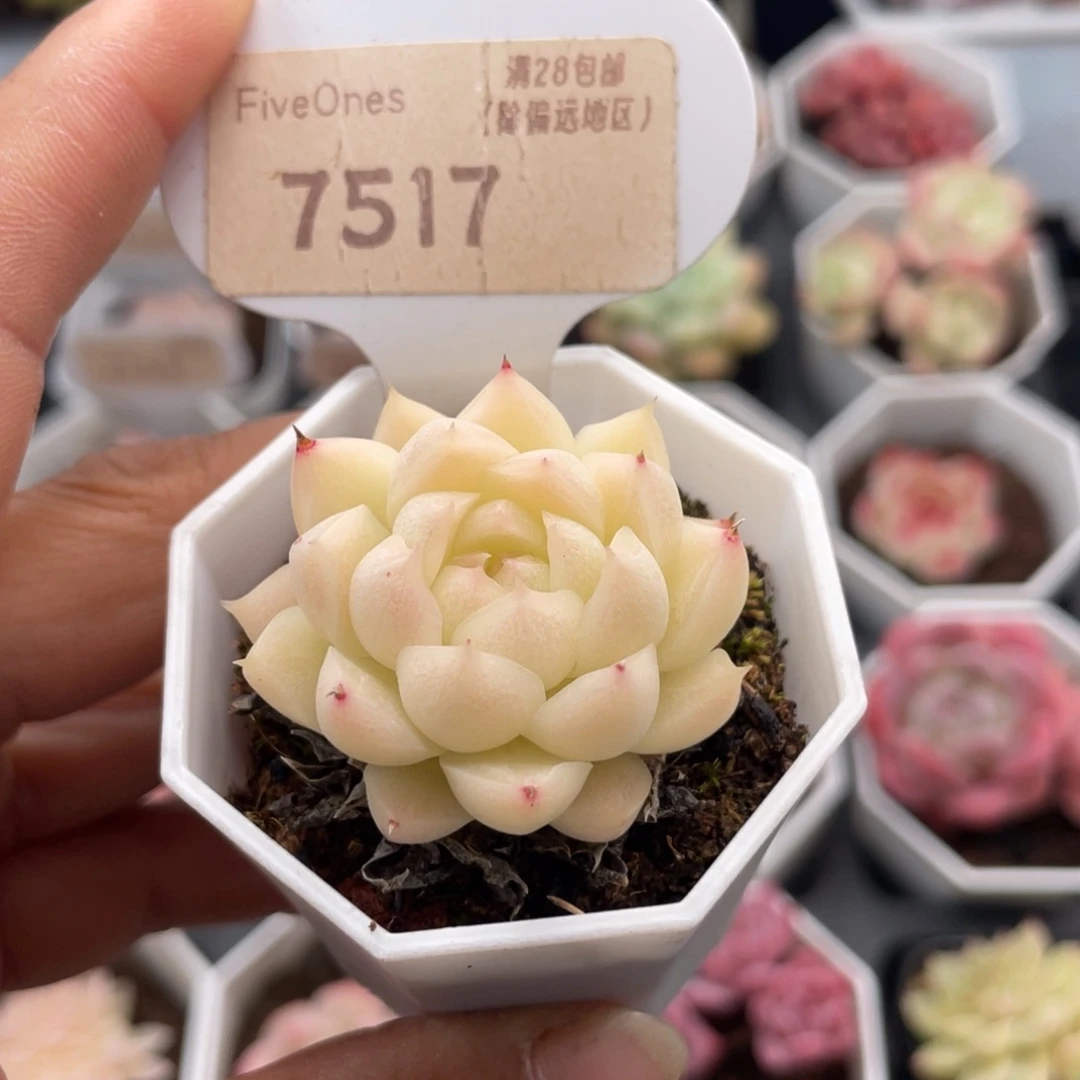 麦秆7517-4.0厘米