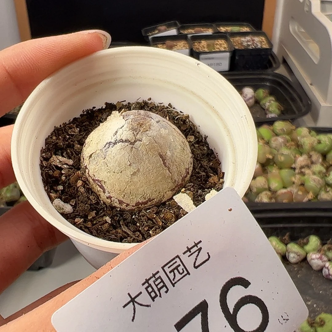一物一拍             带盆发976