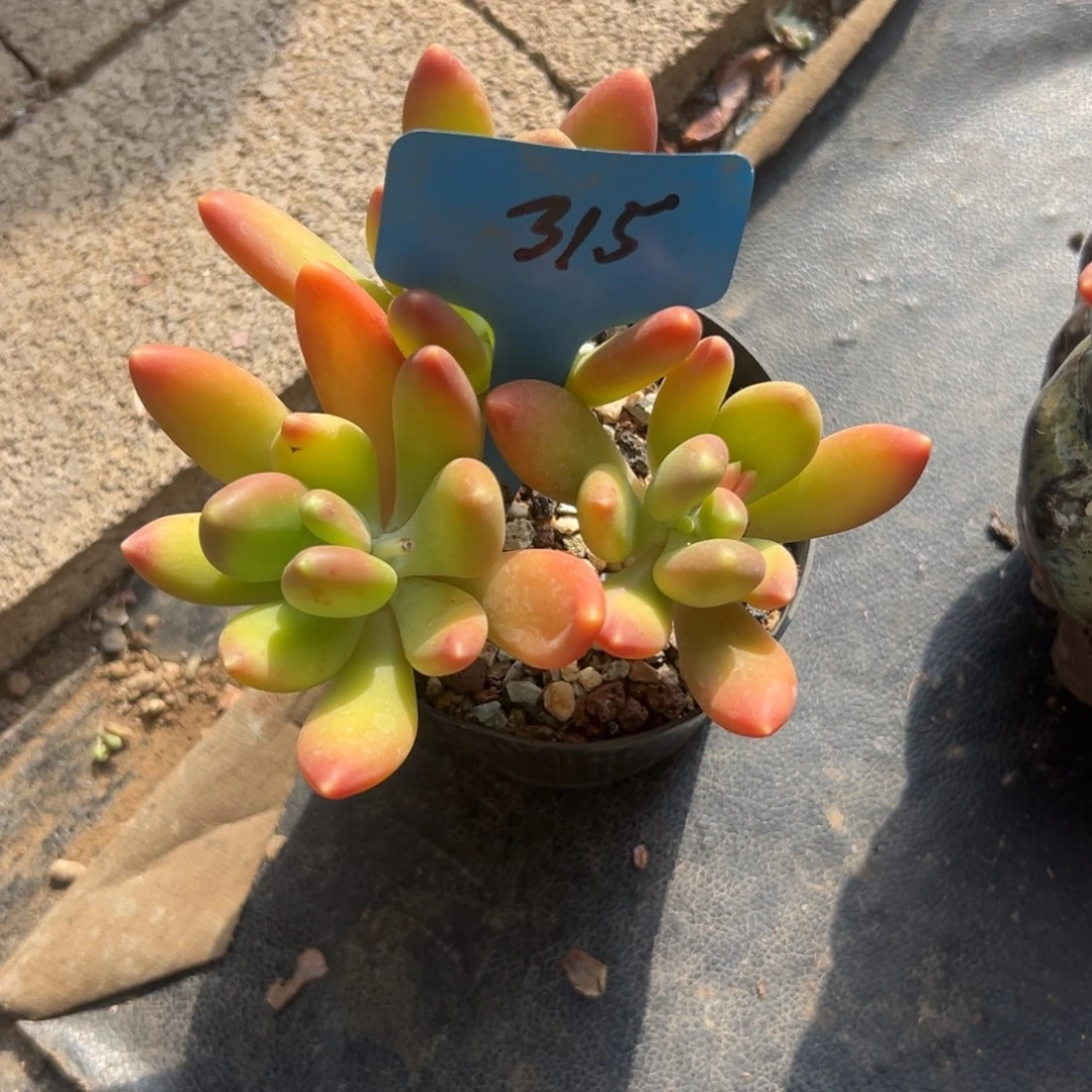 海**旧多肉植物一物一拍
