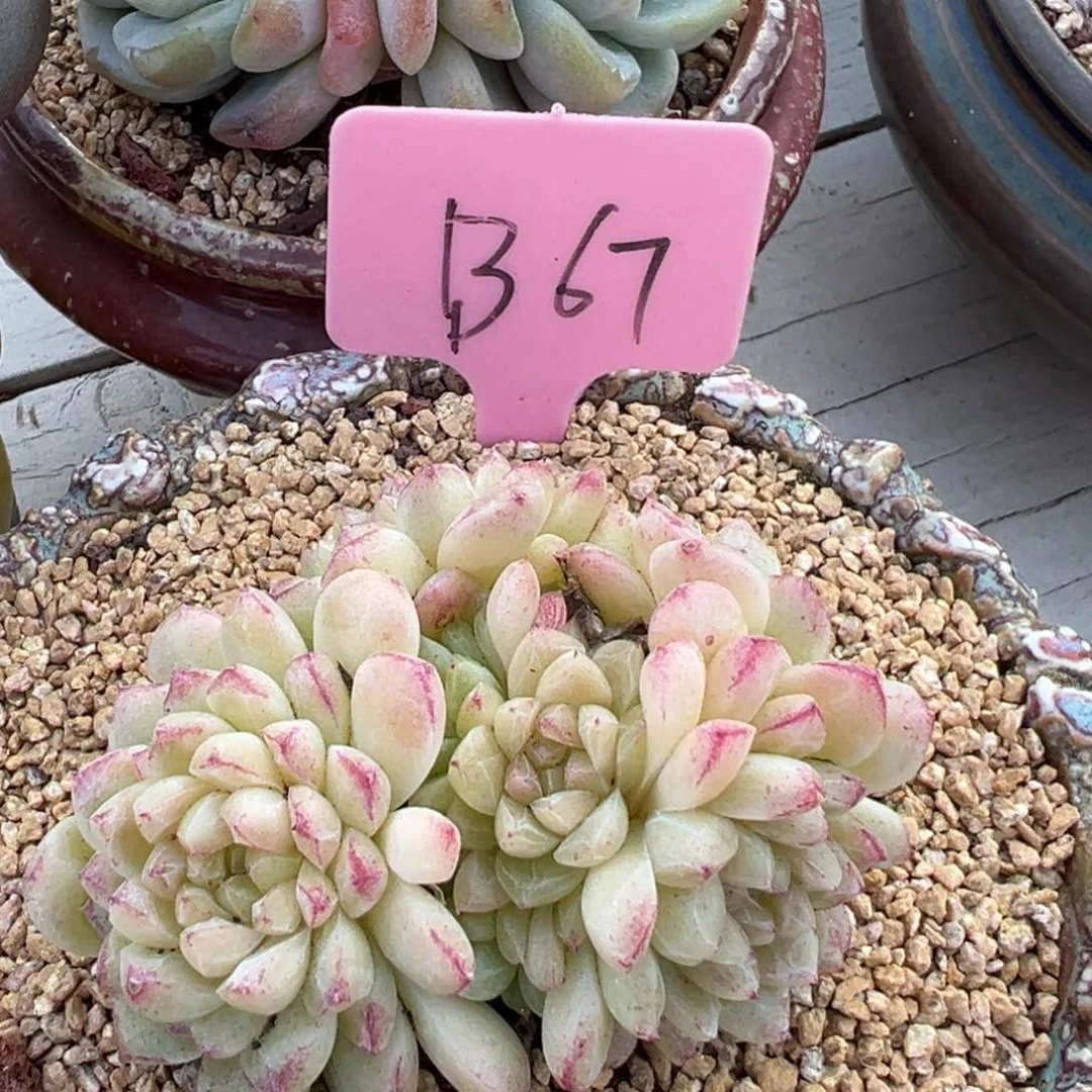 多肉植物一物一拍