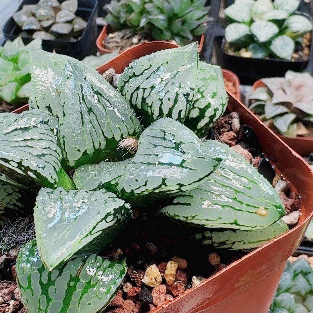 无花朵十二卷 马丽丽母本 开播福利