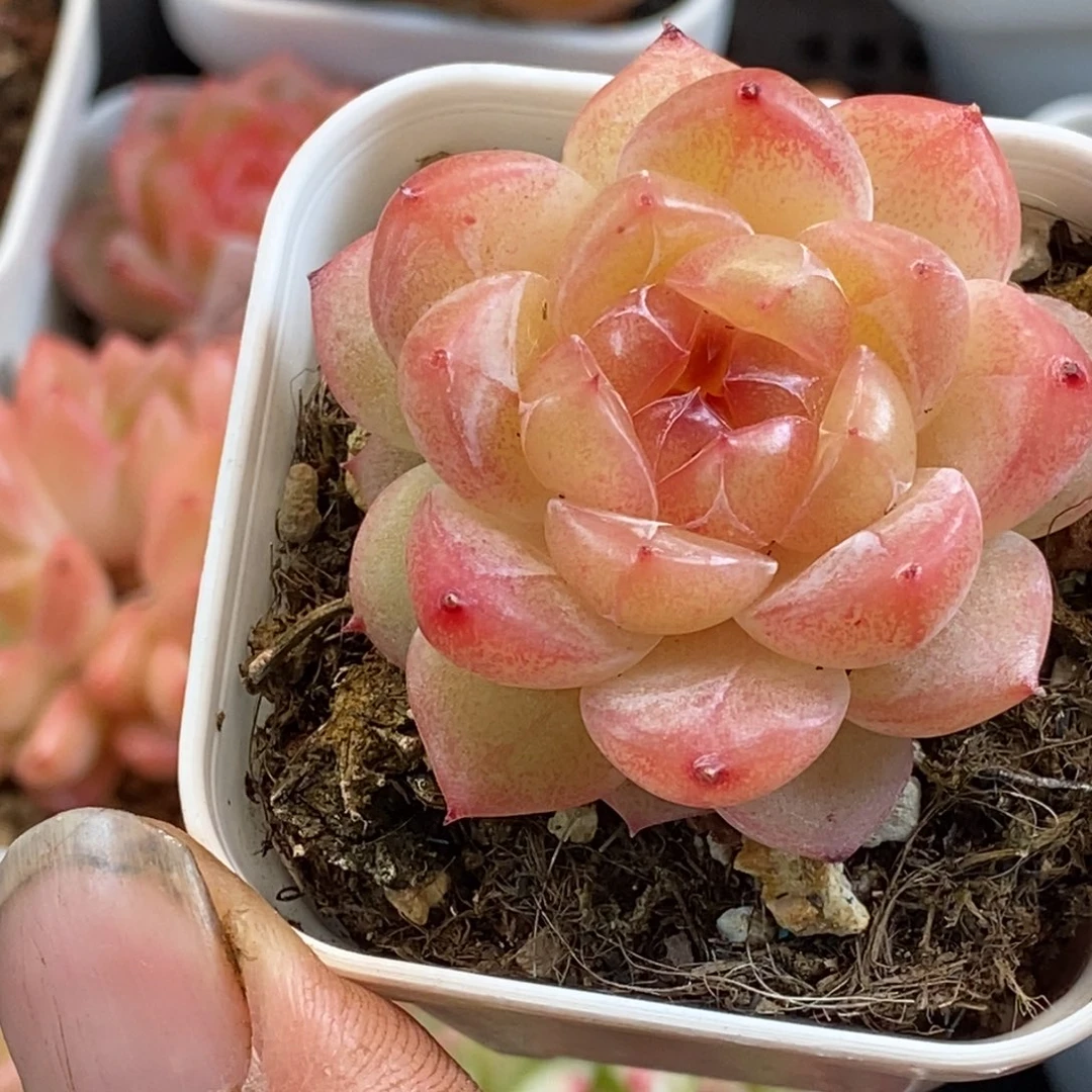 天官赐福百无禁忌