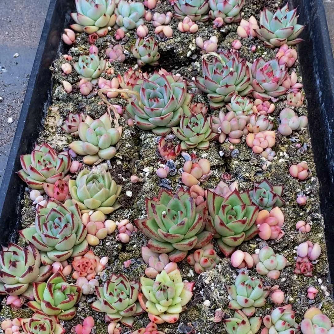 198多肉植物保护研究所所长