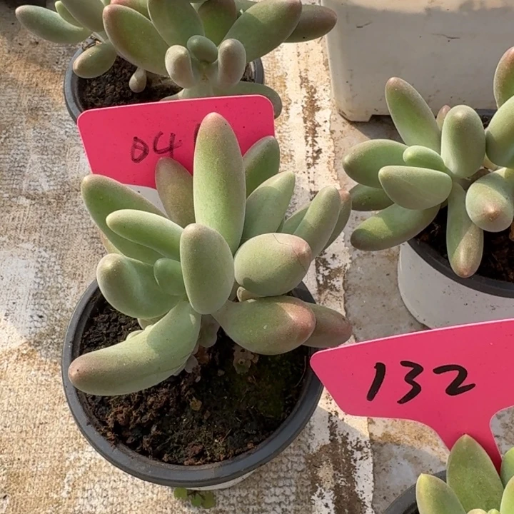 041摇光新号福利价